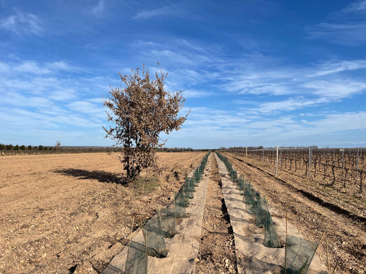 Les 15 ans de l’agroforesterie à Scamandre fêtés avec la plantation de 1721 nouveaux arbres parmi les vignes du domaine